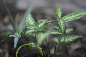 Plant with green striped leaves. Defocused aloe in the background.