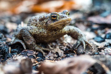 Forest Toad. A frog in the woods. Amphibian jumping through the woods. The toad moves to the lake.