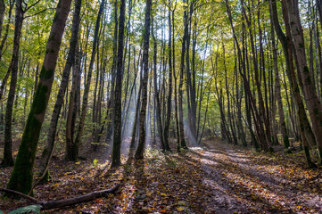 Path in the forest. Autumn Forest. The sun's rays through the trees. A walk through the autumn forest.
