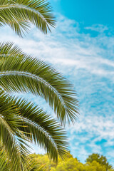 Fototapeta na wymiar Vertical image of palm tree leaf on blue sky background 