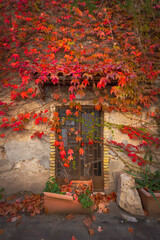 Fototapeta na wymiar Old house in autumn invaded by red climbing plants 