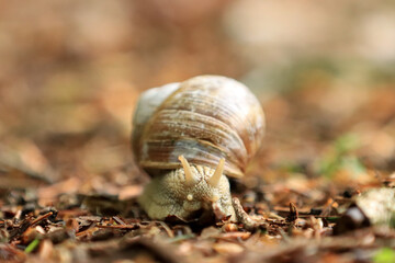 Weinbergschnecke (Helix pomatia)