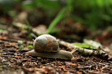 Weinbergschnecke (Helix pomatia)