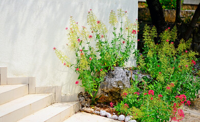 Mediterranen Garten mit einer Steintreppe,  weiße Wand