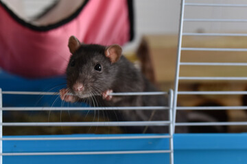 rat pet agouti dumbo in a cage