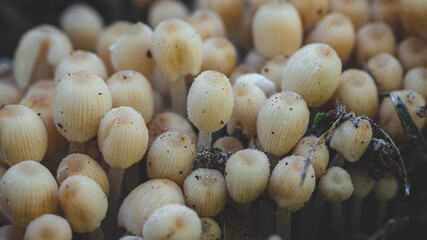 Very small mushroom growing in large groups, forming small parasitophobia, yellowish-gray, deeply ruffled cap. Family of fungi Coprinellus disseminatus