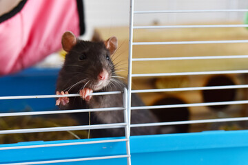 rat pet agouti dumbo in a cage