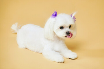 charming little Maltese lapdog. photo shoot in the studio on a yellow background