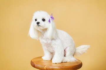 charming little Maltese lapdog. photo shoot in the studio on a yellow background