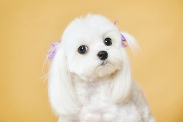 close-up portrait of a cute little Maltese lap dog looking straight at the camera.