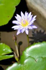 lotus or purple lotus