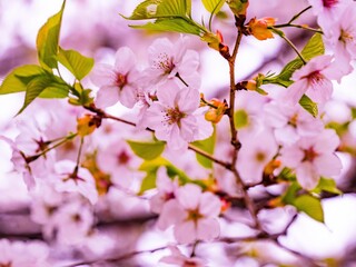 Obraz na płótnie Canvas Cherry Blossom 