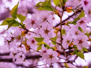 Fototapeta na wymiar Cherry Blossom 