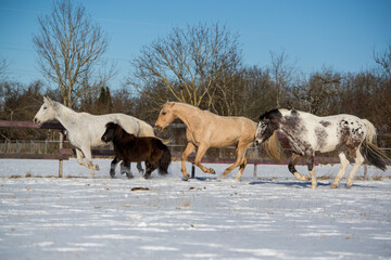 Pferdeherde im Schnee
