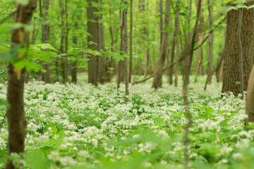 Obraz premium Bärlauch (Allium ursinum)