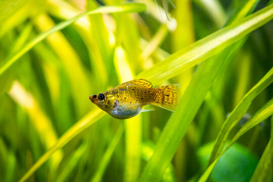 balloon molly (Poecilia latipinna) isolated in a fish tank with blurred background