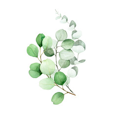 watercolor drawing, bouquet of eucalyptus leaves. flower arrangement of eucalyptus leaves and branches. decoration for wedding, invitations, congratulations. clipart isolated on white background