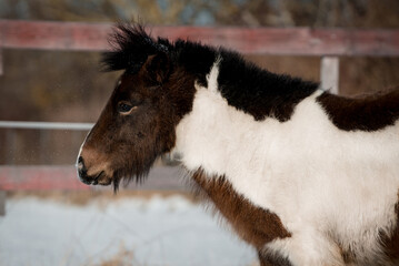 Shetland Pony im Schnee