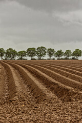 Kartoffel Feld
