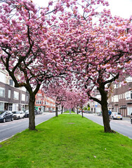 Sakura tree pink flower green grass