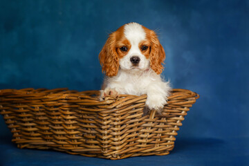 little puppy cavalier king charles spaniel dog sitting in a basket on a blue background. isolated