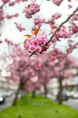 Sakura tree pink flower green grass