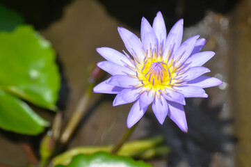 lotus or purple lotus