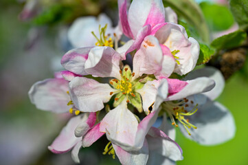Obraz na płótnie Canvas apple tree with pink and white flowers