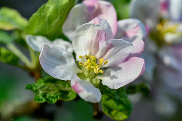 Fototapeta na wymiar apple tree with pink and white flowers