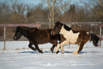 Shetland Pony im Schnee