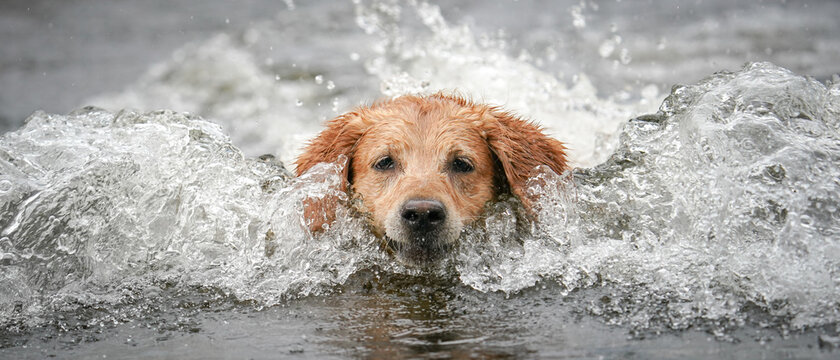 Happy dog playing in the water