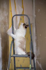 Cute domestic ragdoll cat on a construction ladder