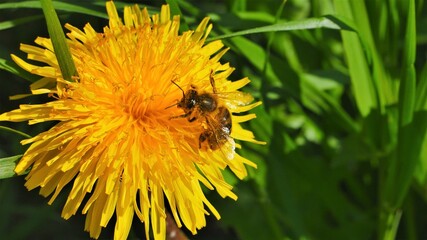 A bee eats nectar on a dandelion flower.