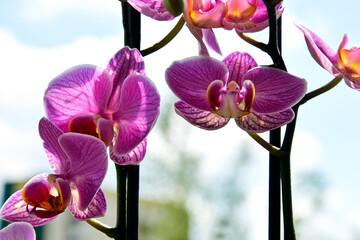 Colorful inflorescences of one of the varieties of the ornamental plant called the decorative orchid, also known as the orchid, grown in the city of Białystok in Podlasie, Poland.