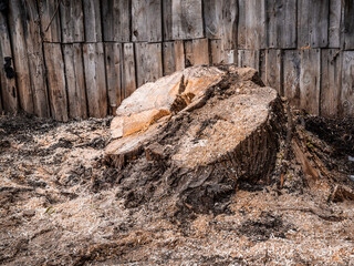 Large wooden stump on a plank wall background.