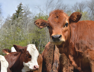 portrait of a  young calf in a meadow and looking camera