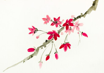 cherry blossom branch