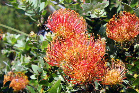 Ornamental Pincushion Proteas (Leucospemum Cordifolium) flowering at Kirstenbosch National Botanical Garden in Cape Town, Western Cape province of South Africa