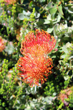 Ornamental Pincushion Protea (Leucospemum Cordifolium) flowering at Kirstenbosch National Botanical Garden in Cape Town, Western Cape province of South Africa