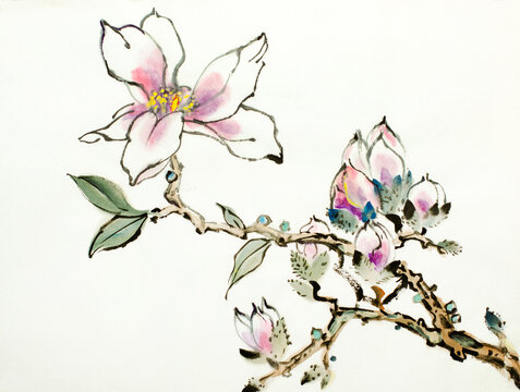 blooming magnolia branch