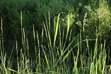 Sunlit grass on green background