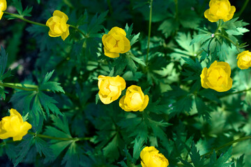 Bright yellow bathhouse flowers (Ranunculaceae) in the garden