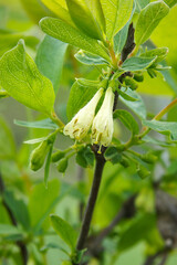 Flowers of Lonicera edulis
