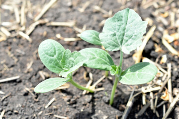 Watermelon seedling on the garden bed in the spring