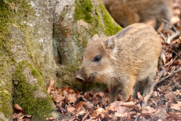 Wildschwein (Sus scrofa)