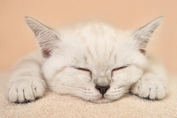 Fototapeta na wymiar Cute sleeping biege kitten on the peach background. Close up. Soft focus.