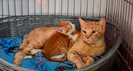 A closeup shot of a beautiful orange cat with a kitten in a bed