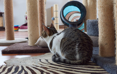A white and striped cat in an animal shelter surrounded by scratching sticks