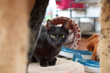 A cute black cat with green eyes in a cat shelter