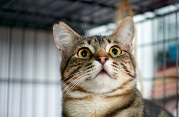 A closeup shot of a cute fluffy cat staring with its yellow eyes